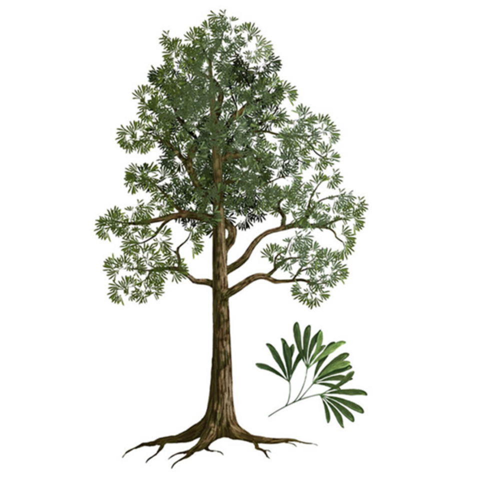 Glossopteris Fossils Tessa's Museum